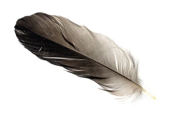 Gray Bird Feather White Isolated Background — Stockfoto