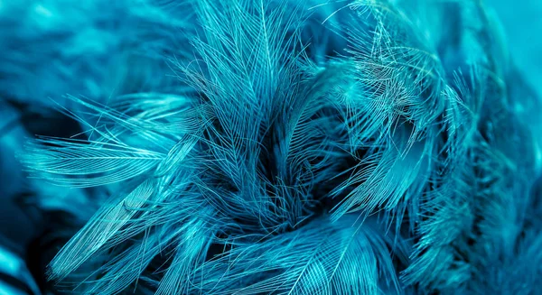 Plumas Azules Con Detalle Visible Fondo Textura — Foto de Stock