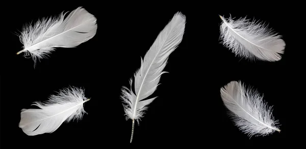 Λευκό Φτερό Χήνας Μαύρο Φόντο — Φωτογραφία Αρχείου