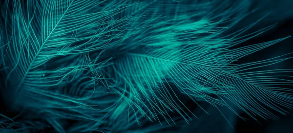 Blue Feathers Visible Detail Background Texture — ストック写真