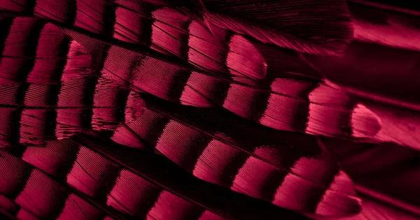 Κόκκινα Και Μαύρα Φτερά Jay Φόντο Υφή — Φωτογραφία Αρχείου
