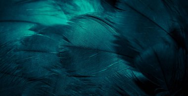 Mavi şahin tüyleri görünür detaylarla. arkaplan veya doku