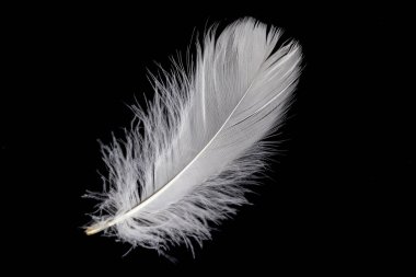 white feather of a goose on a black background clipart
