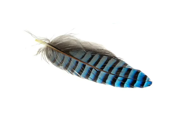 Blue Black Striped Jay Feather White Isolated Background — Stock Photo, Image