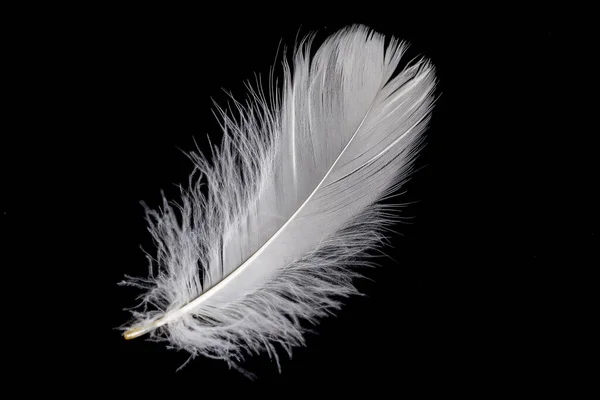 White Feather Goose Black Background — ストック写真