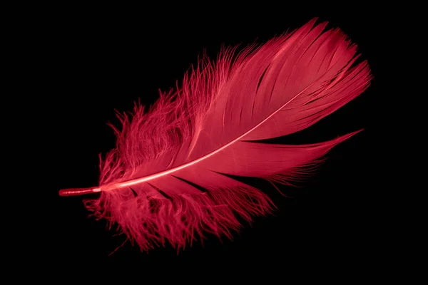 Ένα Φτερό Κόκκινης Χήνας Μαύρο Απομονωμένο Φόντο — Φωτογραφία Αρχείου