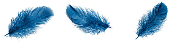 blue goose feathers on a white isolated background