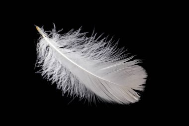 Siyah arka planda beyaz kaz tüyü