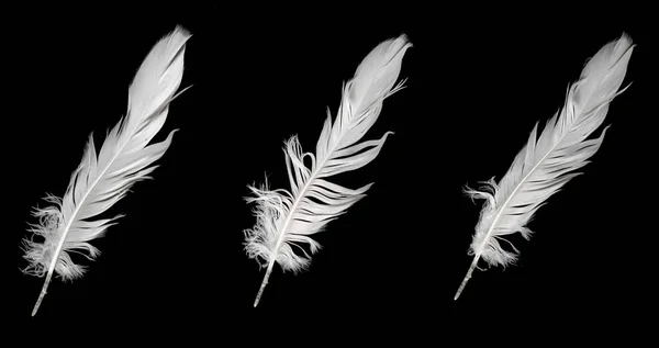 White Feather Goose Black Background — 스톡 사진