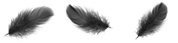 Black Goose Feathers White Isolated Background — Foto Stock