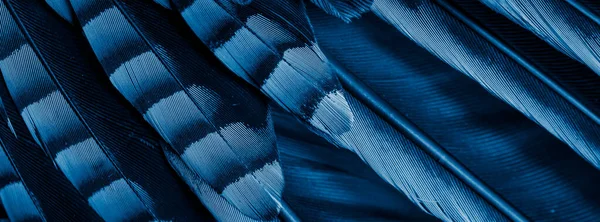 Mavi Siyah Kuş Tüyleri Arkaplan Veya Doku — Stok fotoğraf