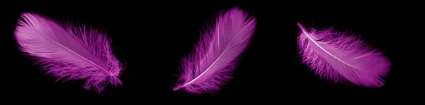 Violet Feather Goose Black Isolated Background — Fotografia de Stock