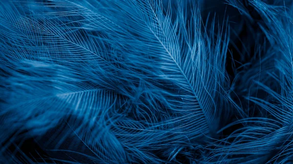 Blue Feathers Visible Detail Background Texture — ストック写真