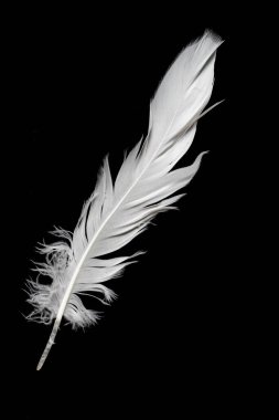 Siyah arka planda beyaz kaz tüyü