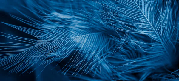 Plumas Azules Con Detalle Visible Fondo Textura — Foto de Stock