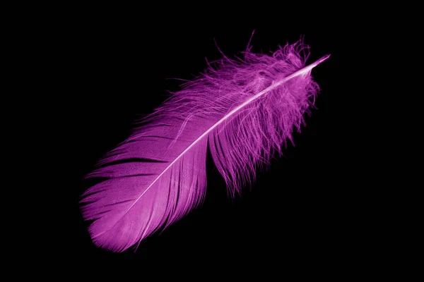 Violet Feather Goose Black Isolated Background — Stock fotografie