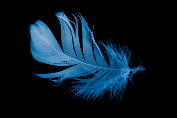Синій Гусячий Перо Чорному Фоні — стокове фото