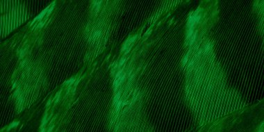 Yeşil şahin tüyleri görünür detaylarla. arkaplan veya doku