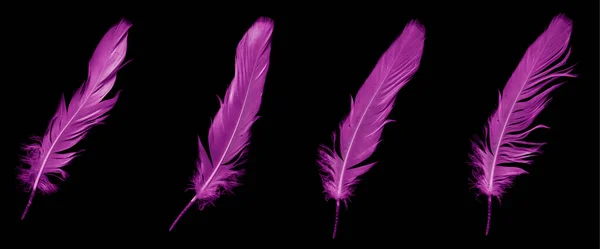 Violet Feather Goose Black Isolated Background — Stockfoto