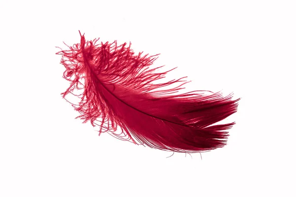 Red Goose Feather White Isolated Background — Stock Photo, Image