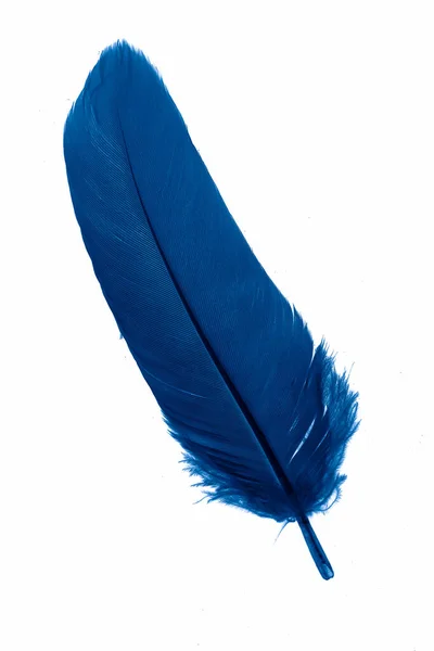 Blue Goose Feather White Isolated Background — Stockfoto