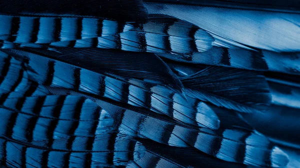 蓝色和黑色的Jay羽毛 背景或纹理 — 图库照片
