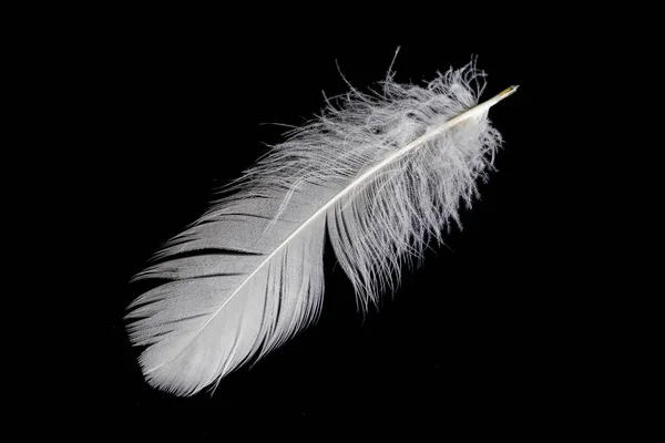 White Feather Goose Black Background — 스톡 사진