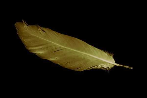 Gold Feather Goose Black Isolated Background — Stock Photo, Image