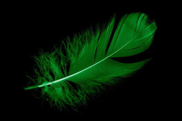 Violet Feather Goose Black Isolated Background — Photo