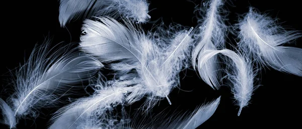 Bílá Kachní Peří Černém Izolovaném Pozadí — Stock fotografie