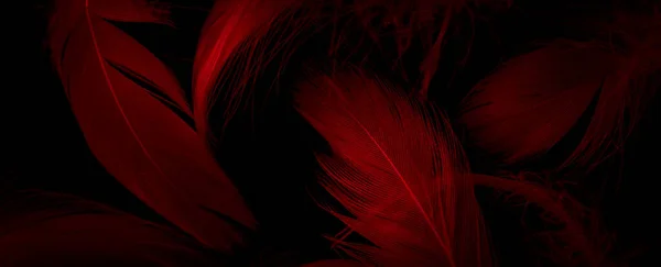 Red Duck Feathers Black Isolated Background — Photo