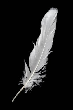 Siyah arka planda beyaz kaz tüyü