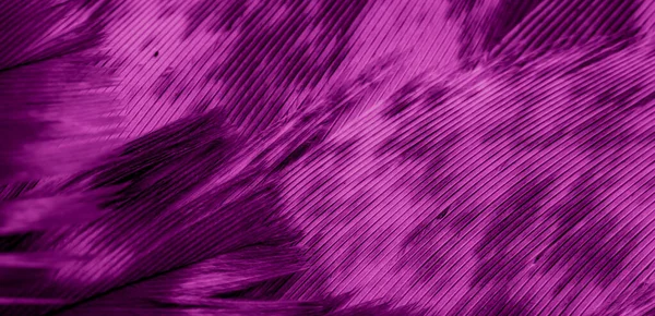 Plumas Halcón Púrpura Con Detalle Visible Fondo Textura — Foto de Stock