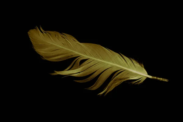 Χρυσή Χήνα Φτερό Ένα Μαύρο Απομονωμένο Φόντο — Φωτογραφία Αρχείου