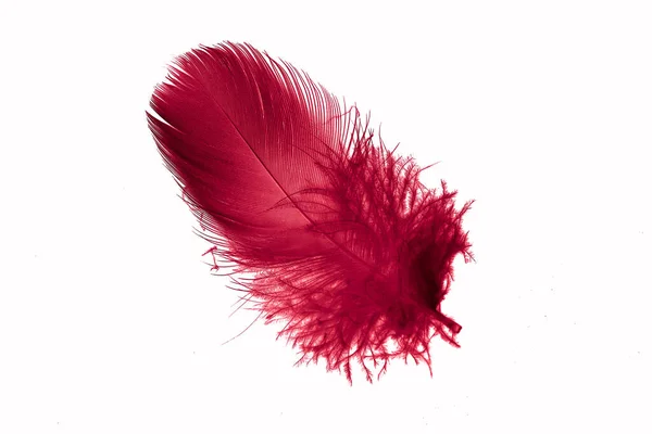 Red Goose Feather White Isolated Background — Stock Photo, Image
