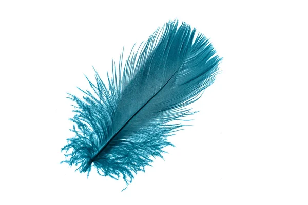 Blue Goose Feather White Isolated Background — Stok fotoğraf