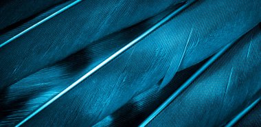 Mavi şahin tüyleri görünür detaylarla. arkaplan veya doku