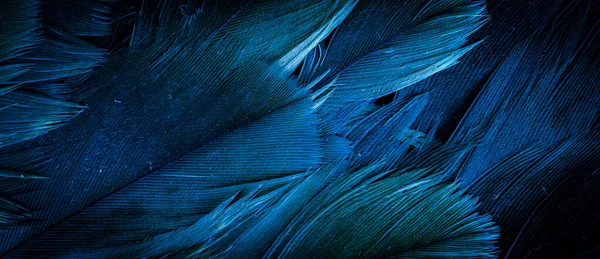 Modrá Jestřábí Pera Viditelnými Detaily Pozadí Nebo Textura — Stock fotografie