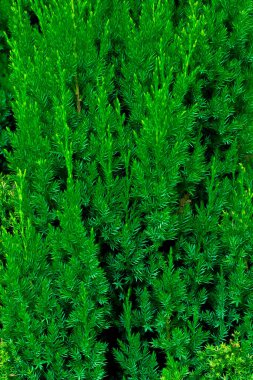 Yeşil ardıç dalları görünür detaylarla dolu. arkaplan veya doku