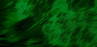 Yeşil şahin tüyleri görünür detaylarla. arkaplan veya doku