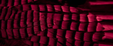 Kırmızı ve siyah kuş tüyleri. arkaplan veya doku