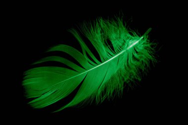 Siyah izole edilmiş arka planda menekşe tüyü kaz.