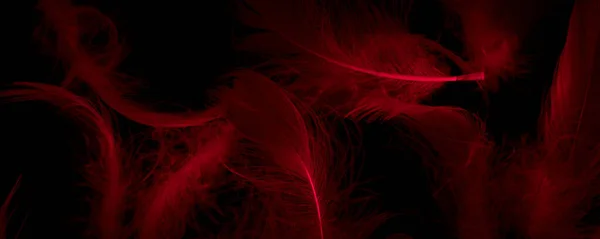 Red Duck Feathers Black Isolated Background — Foto de Stock
