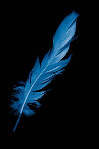 Μπλε Φτερό Χήνας Μαύρο Φόντο — Φωτογραφία Αρχείου