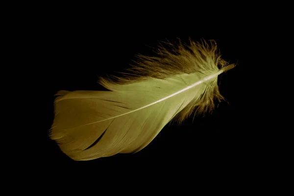 Gold Feather Goose Black Isolated Background — Photo