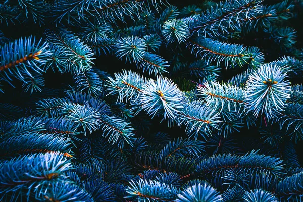 Голубые Еловые Ветви Видимыми Деталями Фон — стоковое фото