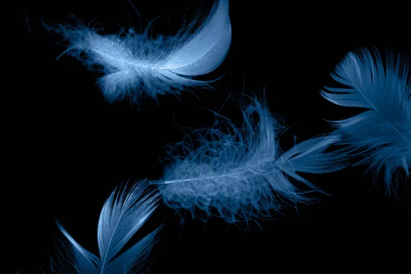 Blaue Entenfedern Auf Schwarzem Hintergrund — Stockfoto