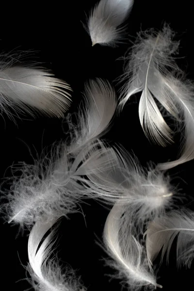 黑色孤立背景上的白鸭羽毛 — 图库照片
