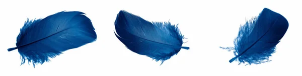 Blue Goose Feathers White Isolated Background — Photo