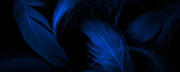 Penas Pato Azul Fundo Isolado Preto — Fotografia de Stock